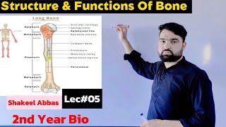 Structure Functions amp Composition Of Bone Support and Movement [upl. by Ardnalac976]