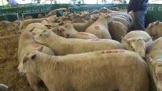 Charollais Sheep at Kelso Scotland [upl. by Ayhdiv]