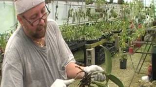 The Orchid Doctor  How to Replant an Orchid Part 1  orchidmania south florida [upl. by Niattirb]