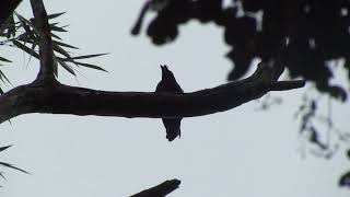 Racket tailed Drongo Parambikulam [upl. by Novihc]