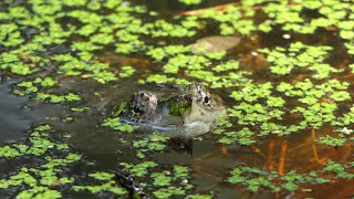 Snapping Turtle looks around cautiously ft Mosquitofish [upl. by Htinek]