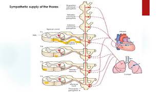 L6 فسيو Sympathetic supply to the thorax abdomenpelvisamplimbs physio [upl. by Rosenbaum]