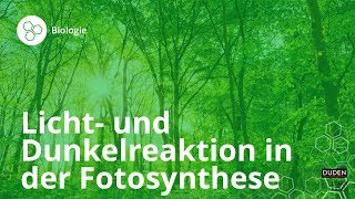 Licht und Dunkelreaktion in der Fotosynthese – Biologie  Duden Learnattack [upl. by Airednaxela]