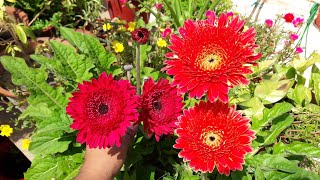 How to Grow Gerbera by Seeds  Easy Way to Grow Gerbera Plant by Seeds [upl. by Argela]