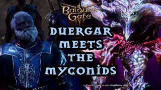 Baldurs Gate 3  Duergar meets Myconid Colony [upl. by Enihpets]