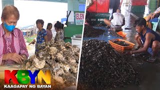 KBYN Hamon at pagsubok sa paghahango ng tahong at talaba [upl. by Girish]