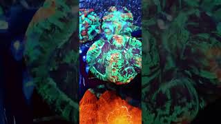 Trachyphyllia reefkeeper reeftank marineaquarium meerwasseraquaristik [upl. by Oivat]