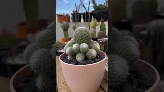 Mammillaria candida or snowball cactus [upl. by Alor]