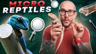 Top 5 Micro Reptiles  The Smallest Reptiles You Can Keep [upl. by Nayrda674]