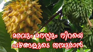 Rollinia Deliciosa  Biriba Fruit Plantമരവും മനസ്സും നിറയെ പഴങ്ങളുടെ തമ്പുരാൻ [upl. by Studley618]