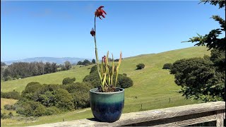 Gazing at Sarracenia ‘Juthatip Soper’ [upl. by Ennaillek173]