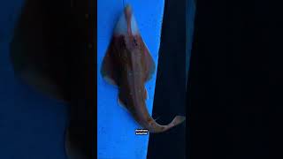 Shovelnose guitarfish 2024 DDI Fishing fishingtrip [upl. by Liakim]