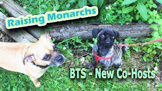 Raising Monarchs  BTS  New CoHosts Help The Monarch Butterfly [upl. by Yerbua]