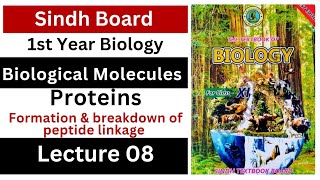 proteins  formation and breakdown of peptide linkage  class 11 biology Sindh board new book [upl. by Adah725]