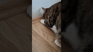 Richinin benimle imtihanıcat cute catvideo cutcat funny pet [upl. by Thalia]