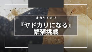 【オカヤドカリ】ヤドカリが生まれて初めて『貝殻』を背負う⁉ ～オカヤドカリ繁殖挑戦記録～ [upl. by Auhsoj]