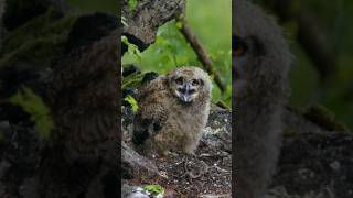 Sound of Eurasian eagle owl Bubo bubo chick [upl. by Mcnair896]