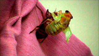 Time Lapse Cicada molting shedding its skin  Sangsikader 蝉 セミ [upl. by Ahsikram]