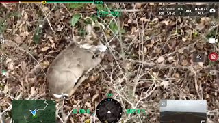 Thermal Drone Buck Recovery Attempt Footage Shows What We Didnt Find [upl. by Mosa682]