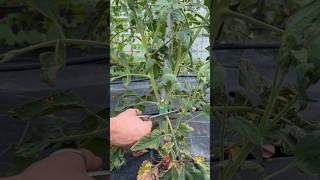 Perfect tomato pruning satisfying asmr gardening garden tomato [upl. by Abixah]