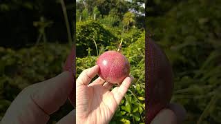 Maracujá rosado Melhor que o amarelo Passiflora edulis [upl. by Tally]