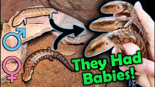 Our BlueTongued Skinks had SURPRISE BABIES in the Zoo [upl. by Nnaegroeg]