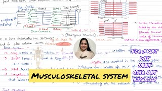 Musculoskeletal System  Bones Muscles and Joints 🗣️ [upl. by Akinihs]