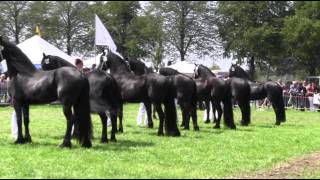 The KFPS Royal Friesian Horse [upl. by Aimehs]