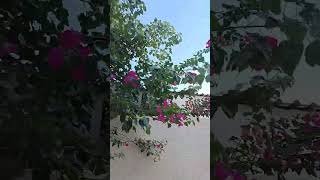 Arasan Tree in UAE villas [upl. by Colly]