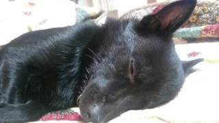 Schipperke スキッパーキ クー 眠い [upl. by Evelc]