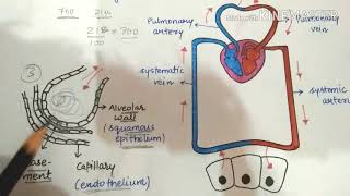 Mechanism of exchange of gasesvery simplified lecture [upl. by Nbi824]