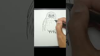 How to Draw Morepork Owl shorts [upl. by Glassco398]