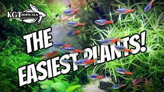 Dont Buy Aquarium Plants Without Watching This FIRST The Easiest Plants In The Hobby [upl. by Bowlds]