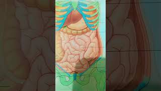 Organs occupying the anterior part of the abdominal cavity and the diaphragm🥰 Anatomy [upl. by Eedyah]