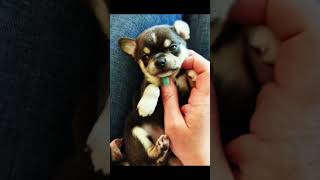 Rescue puppy️️️️️️️rescue rescueanimals rescuedog rescuepuppy dog [upl. by Gervais]