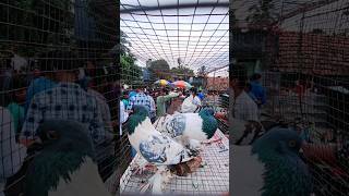 Uluberia pet market pigeon youtubeshorts viral [upl. by Aekin199]