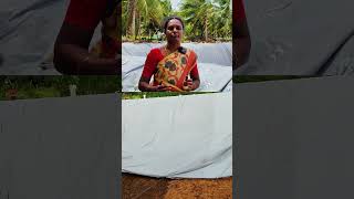 Coconut Farming Installation amp Solution  தென்னை விவசாயம் ம நீர்ப்பாசன தீர்வு அமைப்பு shortsfeed [upl. by Karilynn]