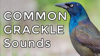 Common Grackle Songs amp Calls Learn TWO common sounds [upl. by Deron]