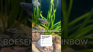 Boesmani Rainbow fish fish aquarium fishtank water rainbowfish plantedtank aquascape yt yt [upl. by Arzed]