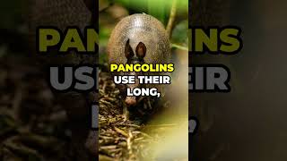 21 MindBlowing Pangolin Facts You Didnt Know [upl. by Anibla952]