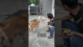 Anjing Ini Membuat Pemiliknya Terkejut Dengan Tingkahnya [upl. by Sonnie]