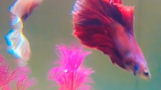 fishbowl bettafishlove fish fishvideo bettausa fishtank [upl. by Yetah220]