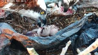 Poole Harbour Osprey Nest Camera  CJ7 amp 022 Dual Feeding Chicks [upl. by Elleniad]