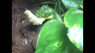 Arboreal alligator lizard Abronia graminea eating [upl. by Correy]