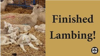 My Post Lambing Checklist Vlog 67 [upl. by Pompei]