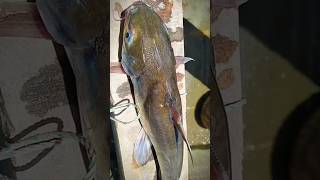 Hardhead Catfish কত বড় 🐟😱 fishing shorts mach support youtubeshorts tending GrameenSwapno [upl. by Anerev982]