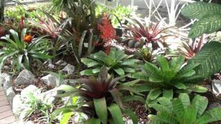 3º BromeliaRIO [upl. by Acinor]