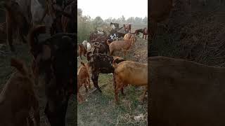 Goats Grazing Grass  Biggest Goats shotcuteanimalshortfeedsjunglelifestyle [upl. by Lyndsay]