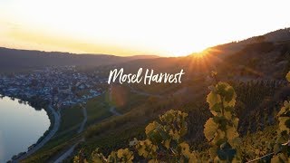 Mosel Harvest at Staffelter Hof [upl. by Klusek443]