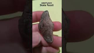 Brachiopod 550 million years old Found in Hancock County Ky fossil peedeeadventures [upl. by Korey548]